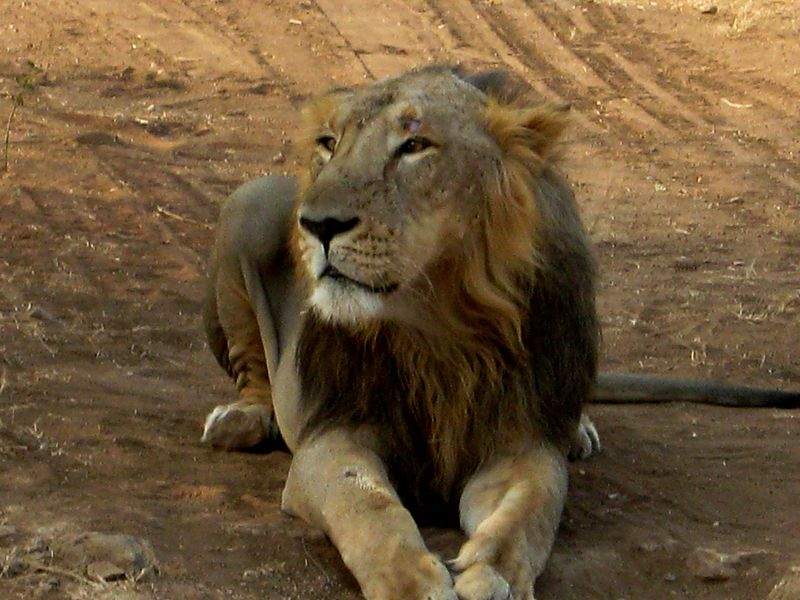 الأسد الهندي صديق الإنسان