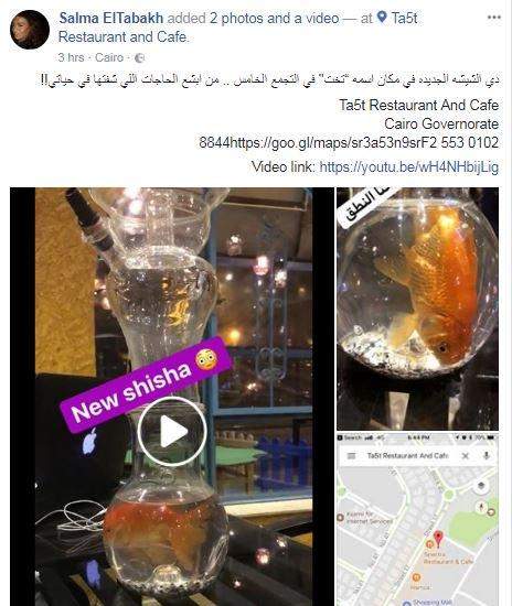 سمكة داخل شيشة في مصر.. فما حقيقتها؟
