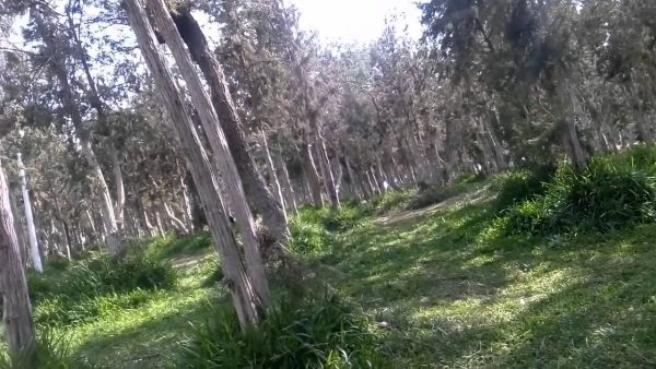 أساطير غابة رغدان بالسعودية