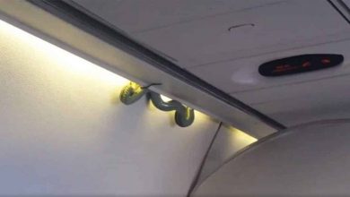 ثعبان على رحلة لمصر للطيران.. فأين الحقيقة؟