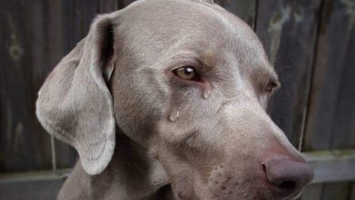 سر دموع الكلاب.. هل تبكي الكلاب حزنا؟