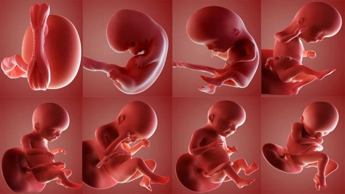 مراحل نمو الجنين في بطن الأم في 10 صور مذهلة