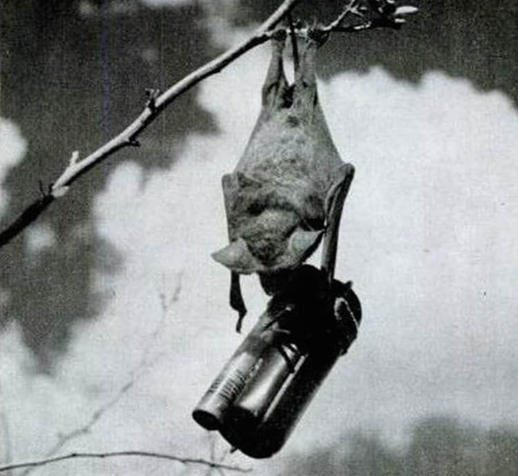 كيف استخدمت أمريكا الخفافيش في تفجير اليابان؟