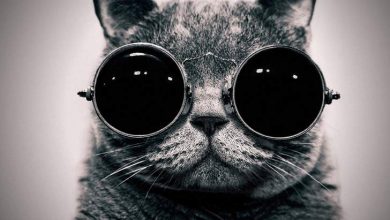 المشروع كيتي .. القطط جواسيس الولايات المتحدة على روسيا