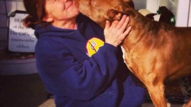 "الكلبة ليلي" التي أنقذت مالكتها من الموت تحت عجلات القطار