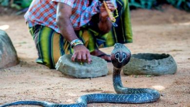 تأثير الكوليرا.. عندما يتسبب حل المشكلة في تفاقمها!