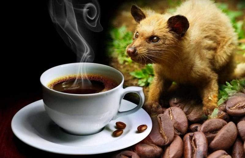 كيف تحضر القهوة الأغلى في العالم؟ الإجابة صادمة!
