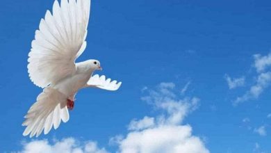 في يومه العالمي.. ماذا قال المشاهير من حول العالم عن السلام؟