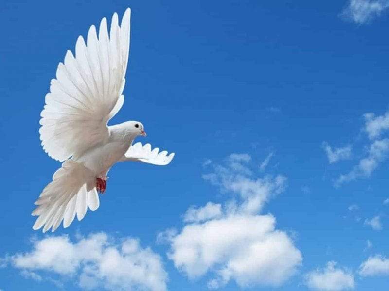 في يومه العالمي.. ماذا قال المشاهير من حول العالم عن السلام؟