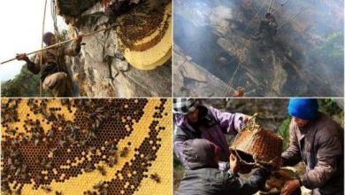 أخطر عسل في العالم.. يتسبب في الهلاوس والشلل المؤقت ويباع كعلاج