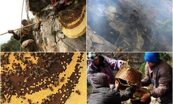 أخطر عسل في العالم.. يتسبب في الهلاوس والشلل المؤقت ويباع كعلاج