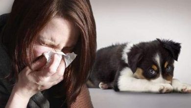 الحساسية ضد الكلاب.. وأبرز الأعراض والعلاجات