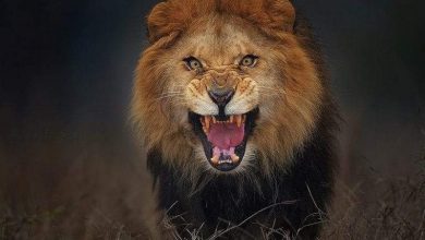 قصة الصورة الأكثر رعبا.. التقطها المصور قبل التعرض لهجوم من الأسد بجزء من الثانية