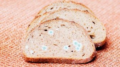 ماذا يحدث عند تناول خبز يغطي العفن جزء صغير منه؟