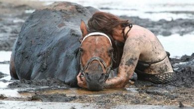 قصة إنسانية.. كيف نجحت سيدة في إنقاذ حصانها من الغرق بالأرض الطينية المتحركة؟