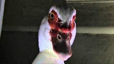 فوبيا البط.. عندما تشعر بأنك مراقب من تلك الطيور!