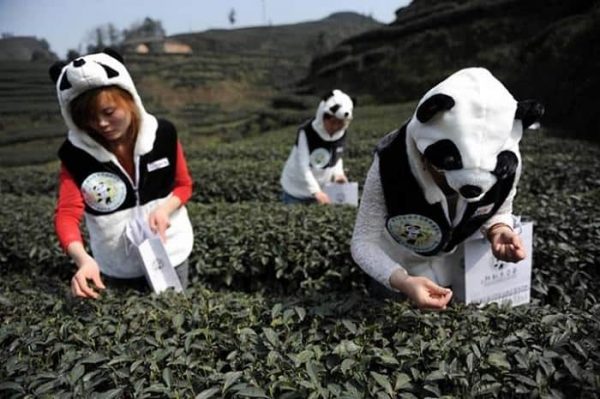 أغلى أنواع الشاي في العالم شاي بندا دونج