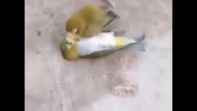 حقيقة فيديو ملهم.. طائر يموت حزنا على وفاة شريكة حياته