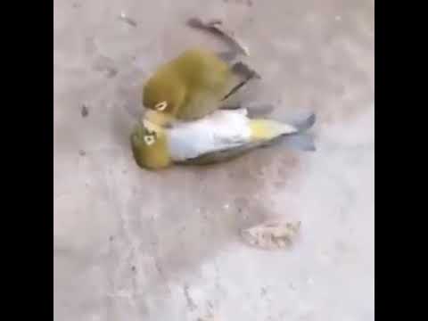حقيقة فيديو ملهم.. طائر يموت حزنا على وفاة شريكة حياته