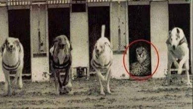 فهد يرفض مسابقة الكلاب