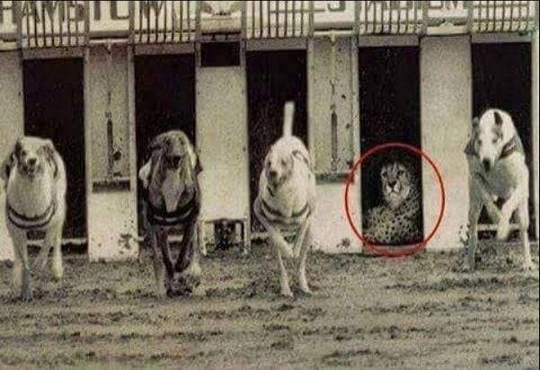 فهد يرفض مسابقة الكلاب