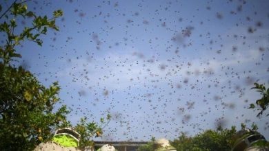 تحذير مخيف.. انقراض وشيك للحشرات وتأثير كارثي على الأرض