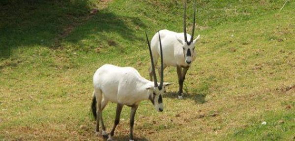 المها.. ظبي عربي انتصر على الانقراض المها.. ظبي عربي انتصر على الانقراض
