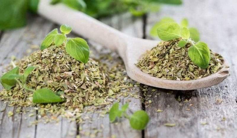 البردقوش سلاح ذو حدين ..تعرف على الفوائد والأضرار