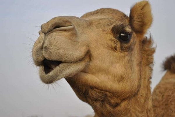 عين الجمل