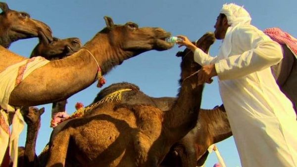 الجمل