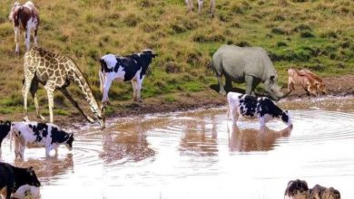 حيوانات لا تشرب الماء أبدا في حياتها