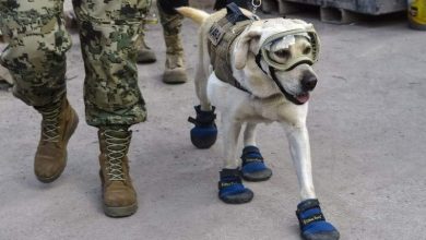 فريدا.. الكلبة التي أنقذت البشر من تحت الأنقاض