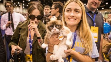 جرامبي.. القطة التي انتقلت مع صاحبتها إلى عالم الأثرياء بالصدفة البحتة