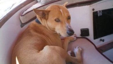 كانكونتو.. الكلب الذي أنقذ مالكه من قراصنة الكاريبي