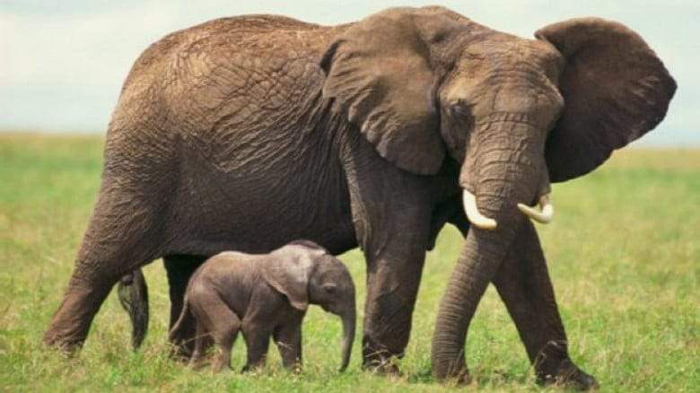 8 عجائب في حياة الأفيال