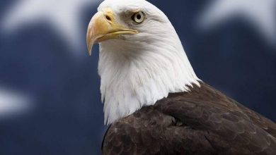 حقيقة تجديد النسر لشبابه عبر التخلص من منقاره وريشه وأظافره بعد الـ40