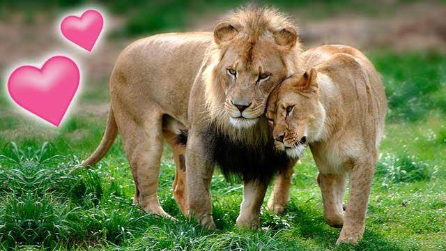 الحب عند الحيوانات.. بين الغزل العفيف واستعراض القوة