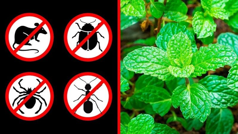 طرق منزلية تساعدك على التخلص من النمل