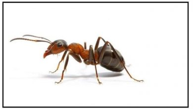 طرق منزلية تساعدك على التخلص من النمل