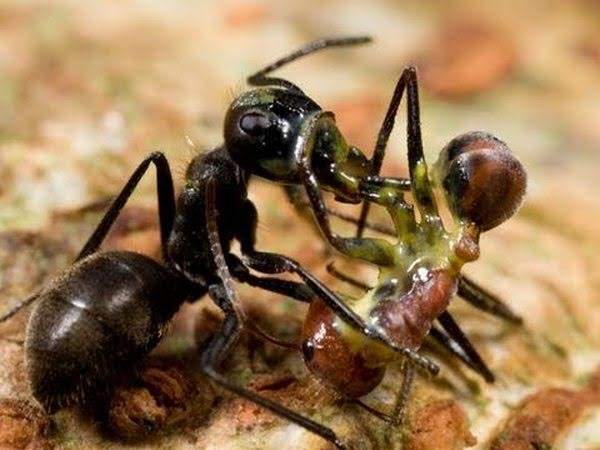 عالم النمل.. الأكثر تنظيما وحكمة عن البشر