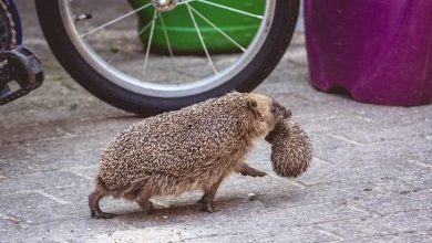 حقائق عن الحيوانات.. ربما تعيد تفكيرك عن تلك الكائنات العجيبة