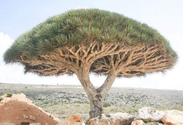 ما هو دم الاخوين.. وفوائد عشبة دم الاخوين أسطورة دم الأخوين وفوائدها المميزة وأهم الأضرار