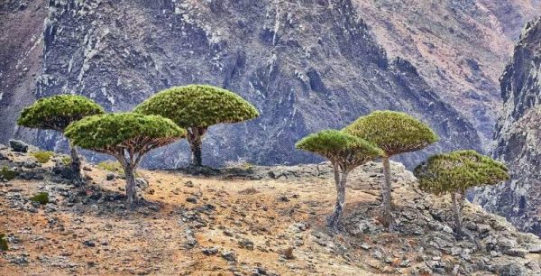 ما هو دم الاخوين.. وفوائد عشبة دم الاخوين أسطورة دم الأخوين وفوائدها المميزة وأهم الأضرار