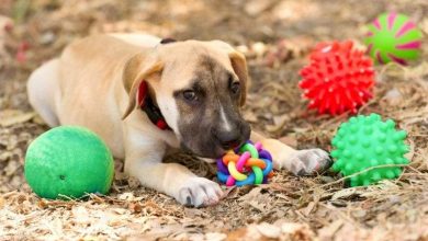 أشياء يؤدي شراؤها إلى إضاعة المال هباء