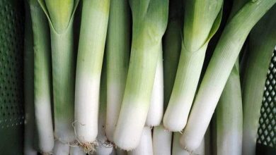 فوائد الكراث الصحية.. تضاهي مميزات البصل والثوم