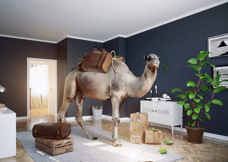 صور رائعة عن امتزاج الواقع والخيال