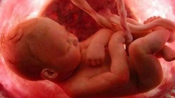 فوائد البردقوش للحمل.. ومخاطر قاتلة ينبغي معرفتها فوائد البردقوش