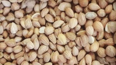 فوائد المحلب