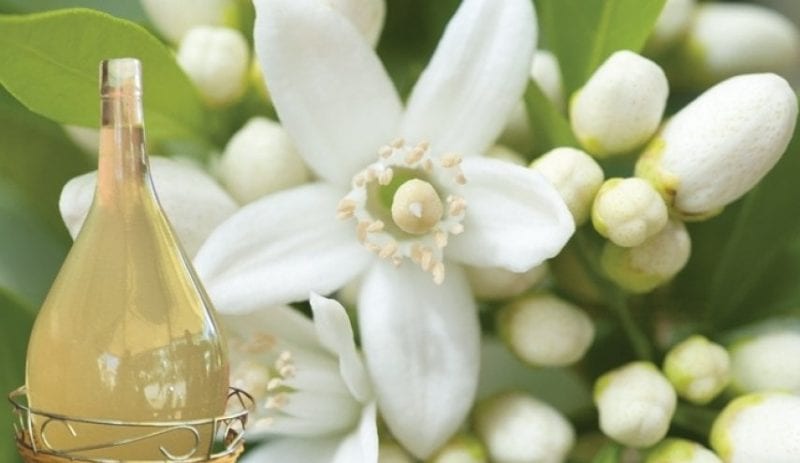 علاج آلام المعدة.. وفوائد ماء الزهر المذهلة فوائد ماء الزهر