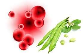 أنيميا الفول.. هل تقتلنا البقوليات؟ أنيميا الفول